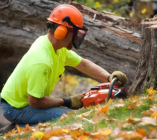 tree services Pueblo Pintado